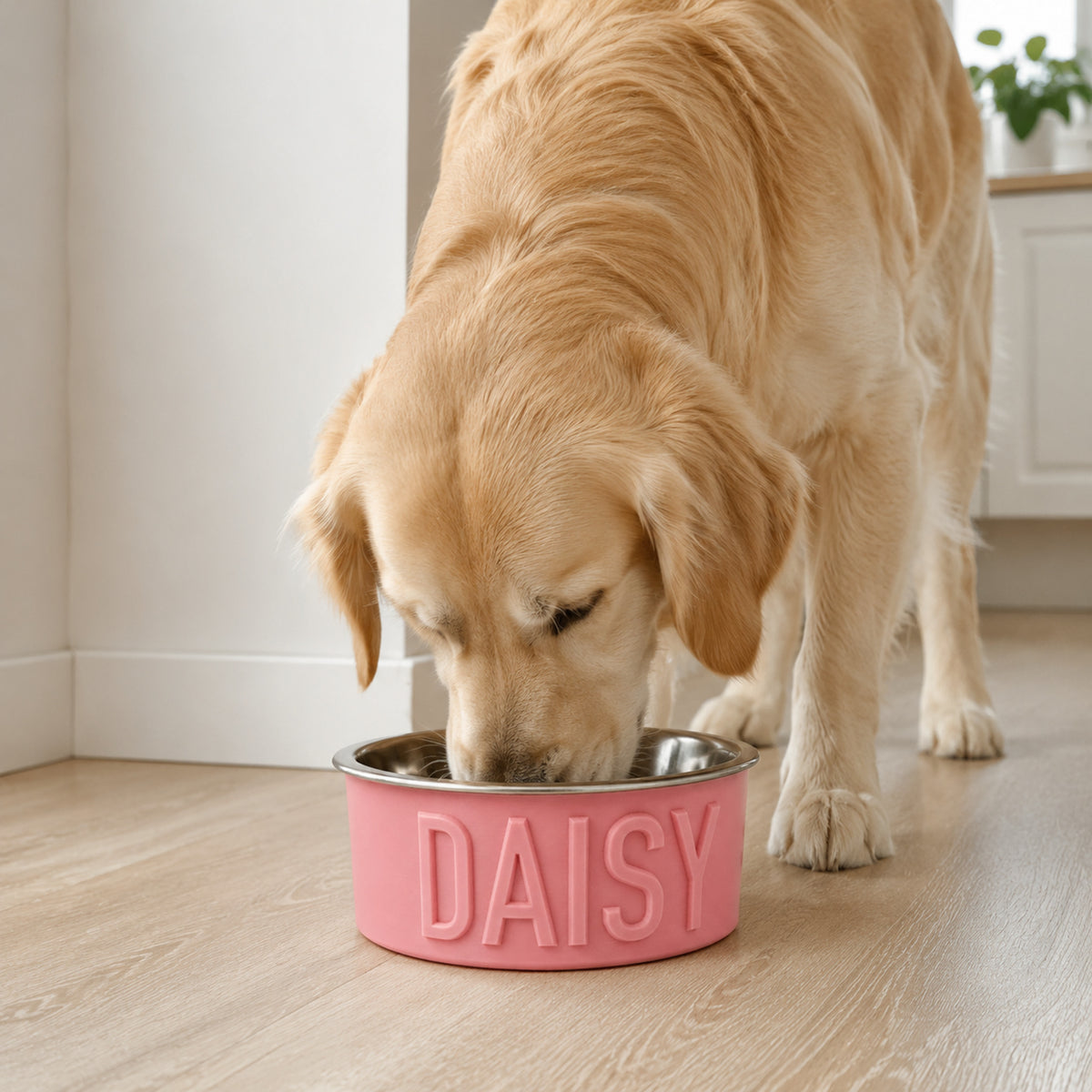 Lifestyle In Use — personalised dog and cat bowl